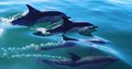 Whale & Dolphin Spotting Boat Trips Pembrokeshire Wales